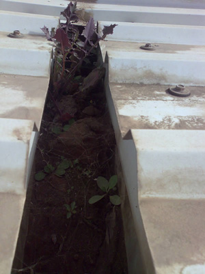 limpieza de canalones